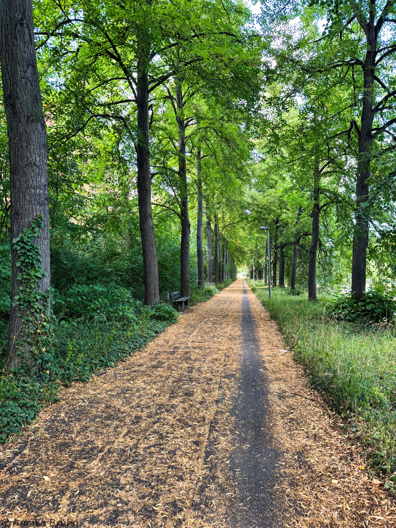 Allee in Stuttgart